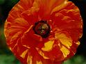 (08) wind poppy
